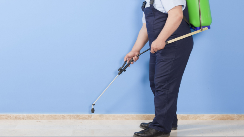 Choosing A Professional Pest Exterminator in Auburn WA