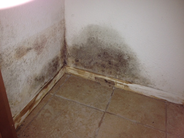 Early Detection with Mold Testing in Mohnton, PA, to Safeguard Your Property