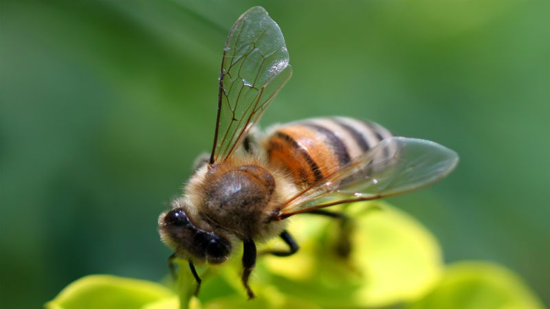 The Importance of Safe Removal for a Honey Bee Swarm in Westerville OH