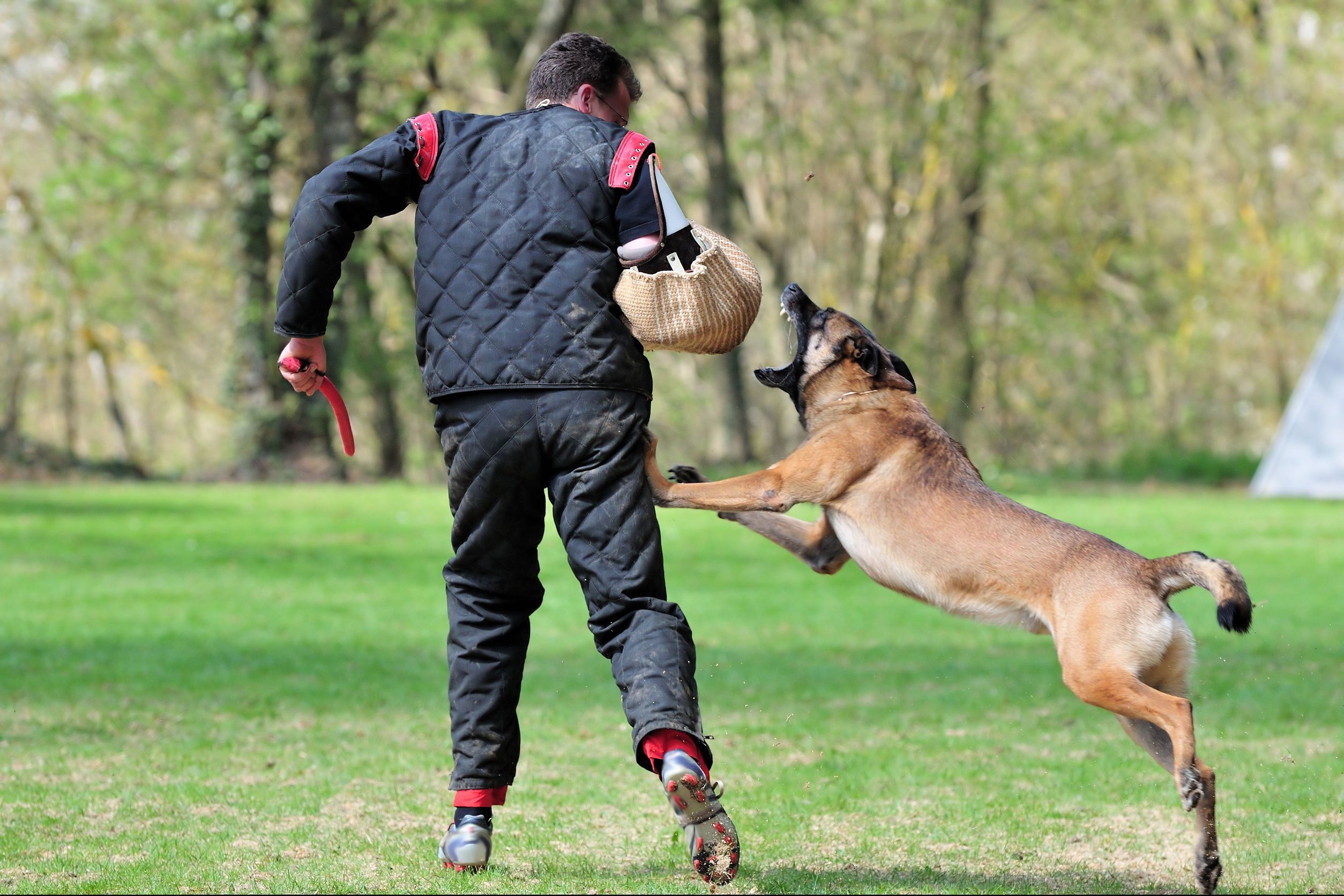 What to Look for in a Certified Dog Trainer in Pensacola, FL