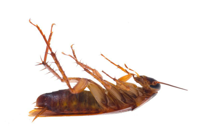Killing Cockroaches in Canberra – Three Effective Ways to Do So