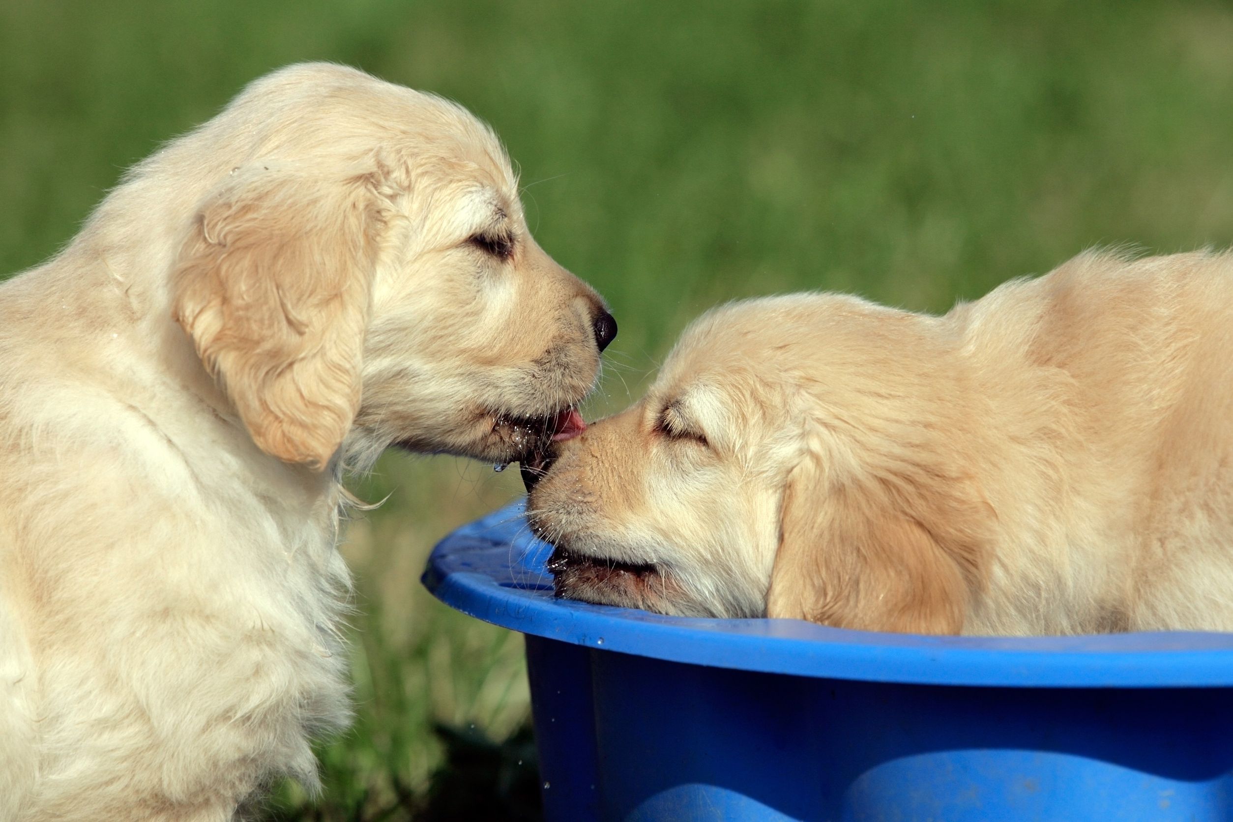 Why Dog Bathing Services in Denver Are Essential for Your Pet’s Health