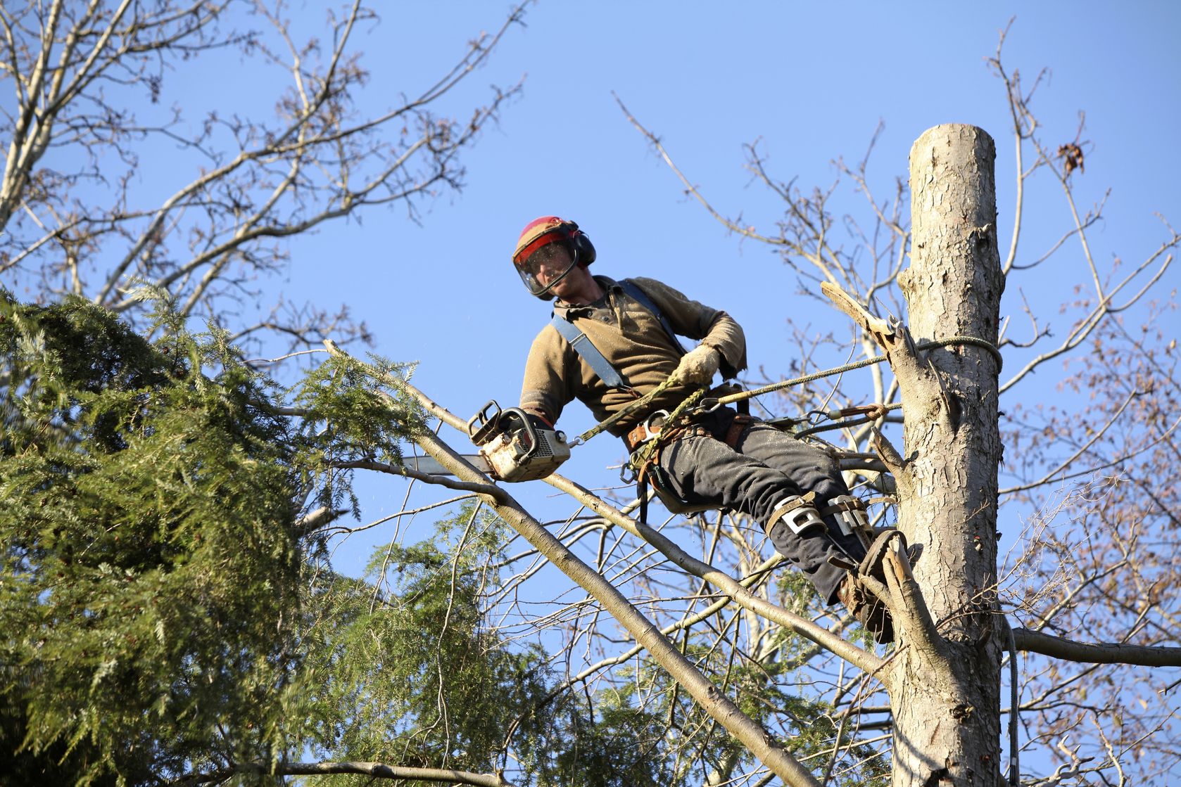 A Good Tree Service Company in Greenville, SC, Does More than Just Cut Down Trees