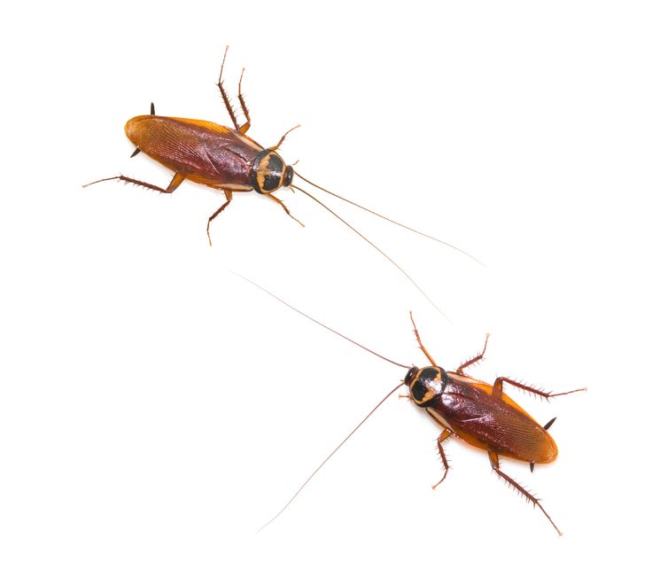 Don’t Let Cockroach Infestation in Perth Make You and Your Family Sick