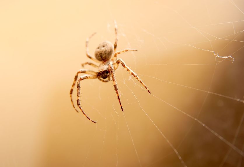 Appealing Reasons to Hire Spider Pest Control in Sydney for Your House