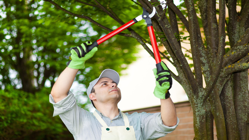 Expert Tree Removal in Marietta, GA, Has to Be Done By the Experts