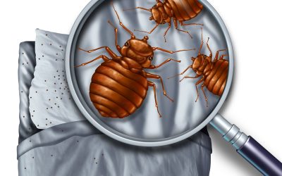 Completely Effective Bed Bug Removal in Menifee CA