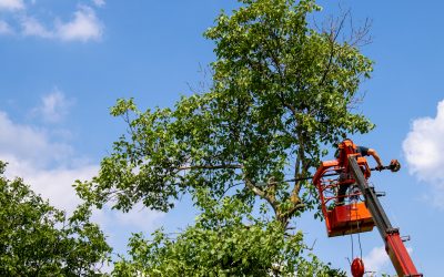 Maintaining Tree Health And Beauty With Professional Tree Trimming in St. Petersburg, FL, Services