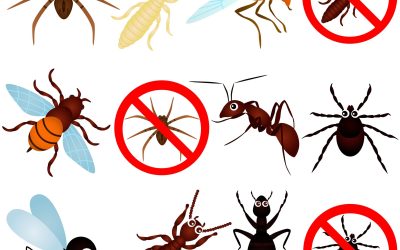 Effective Solutions for Home Pest Control in Rochester, MN