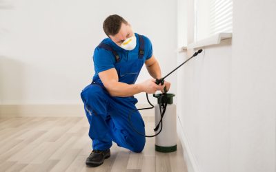 Effective Bed Bug Extermination in Jasper, IN: How to Protect Your Home